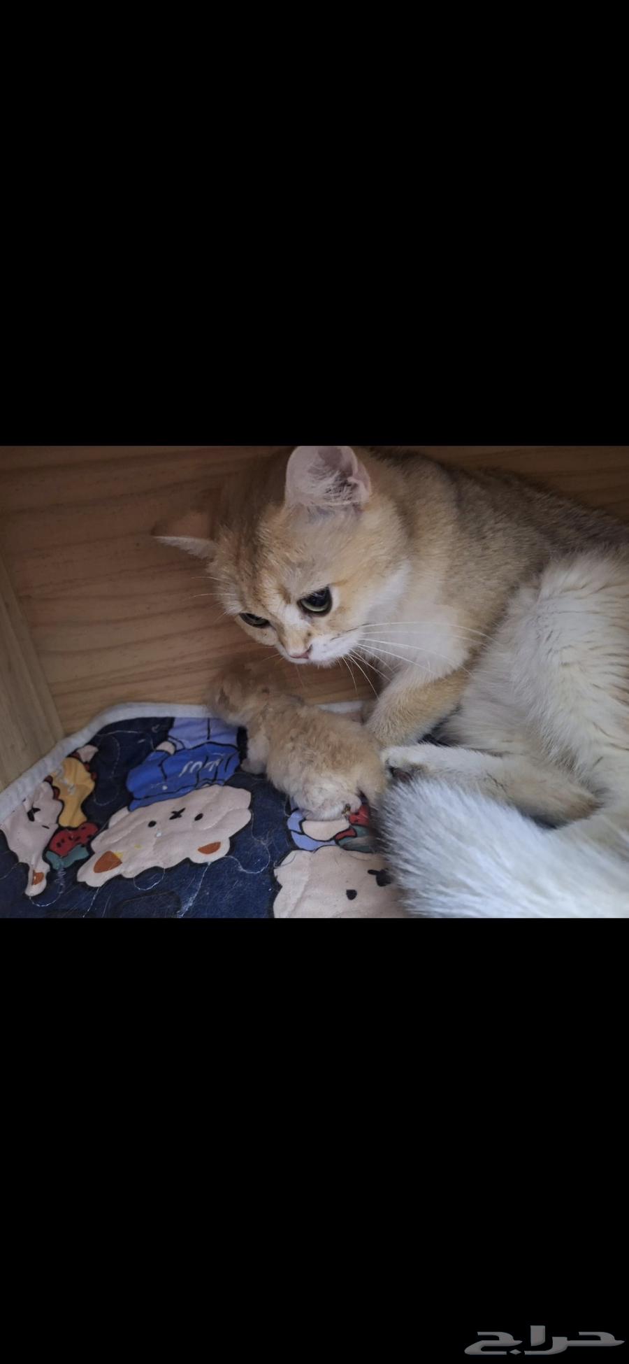 Scottish Fold cat for sale with her kitten64251711568387110