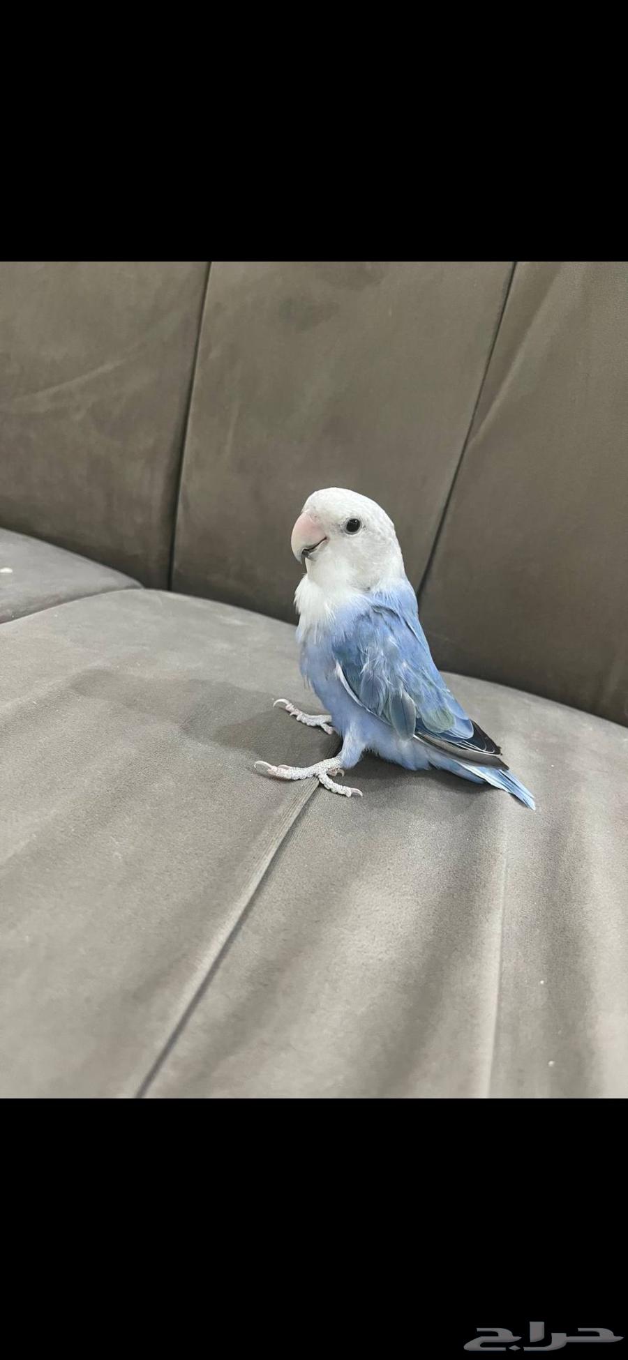 عصفور روز أليف للبيع النوع روز اللون أزرق مع رأس أبيض64235636058499110