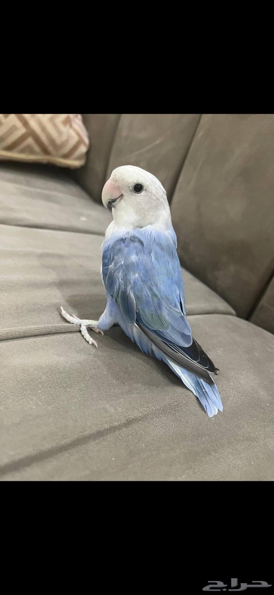 عصفور روز أليف للبيع النوع روز اللون أزرق مع رأس أبيض64235636058499112