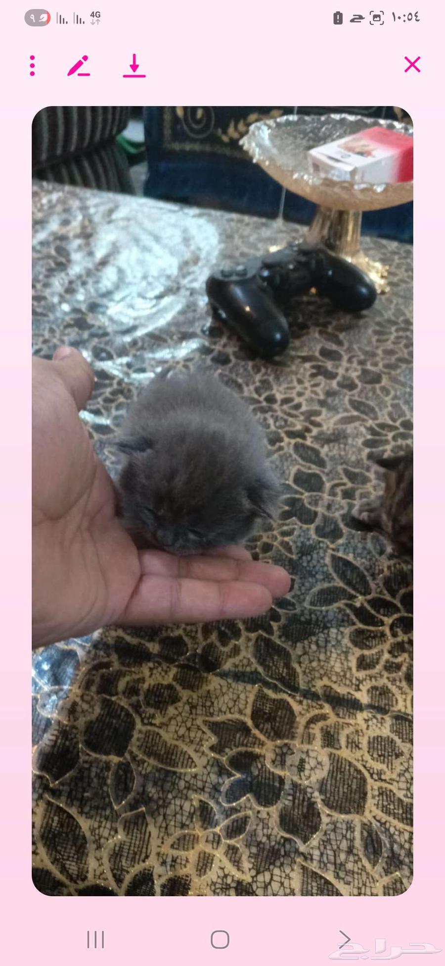 قطط للبيع من نوع شيرازي سكوتش فولد عمرهم شهرين64241769135745114