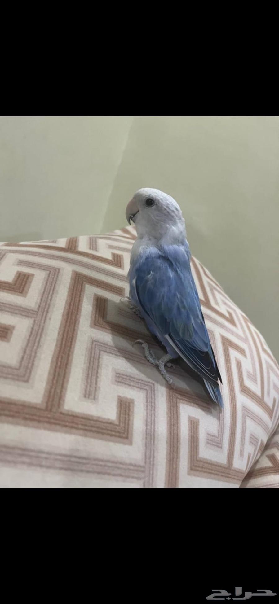 عصفور روز أليف للبيع النوع روز اللون أزرق مع رأس أبيض64235636058499111