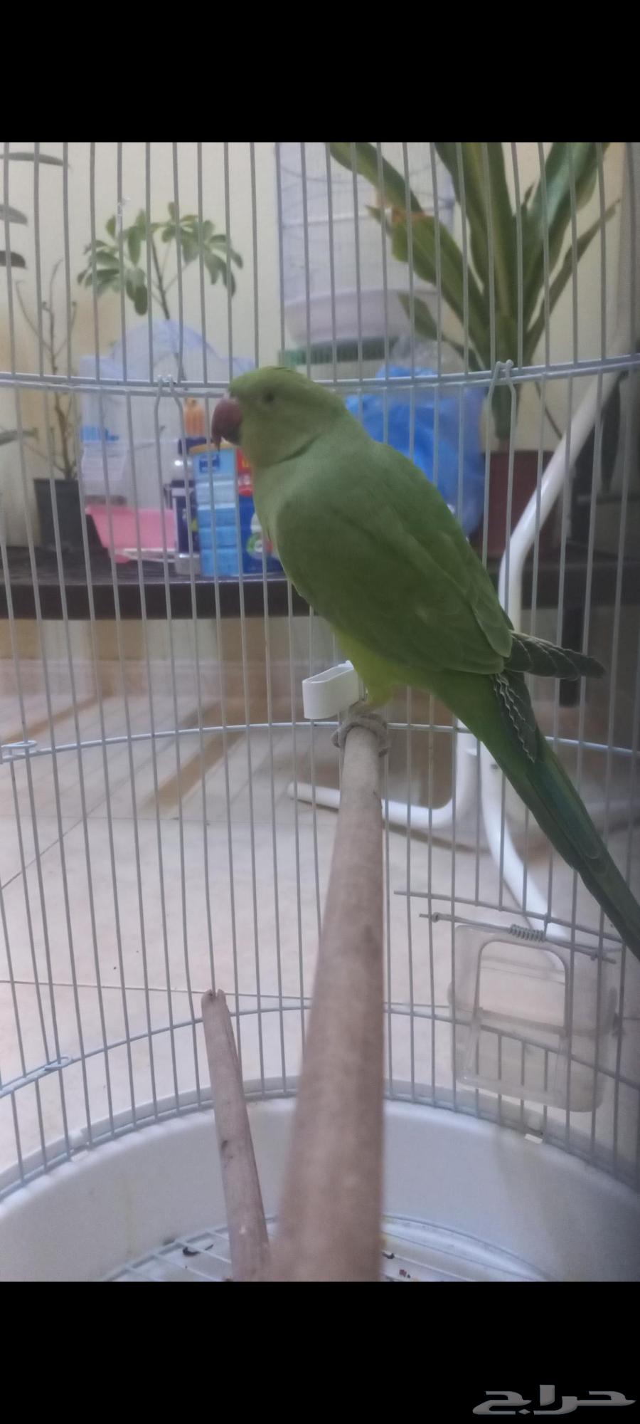 ببغاء الدرة (تم البيع)64234454328322110