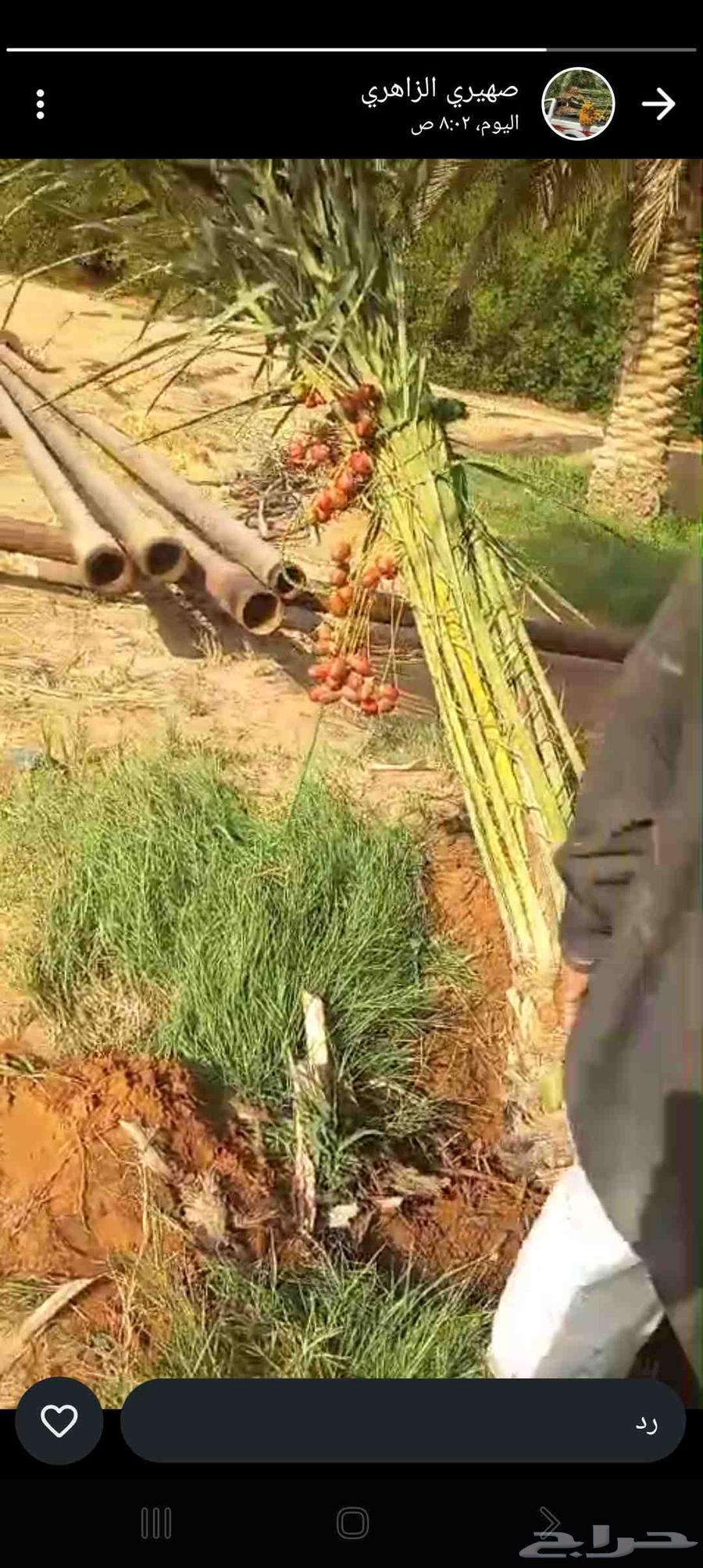 نخيل للبيع64240879320195114