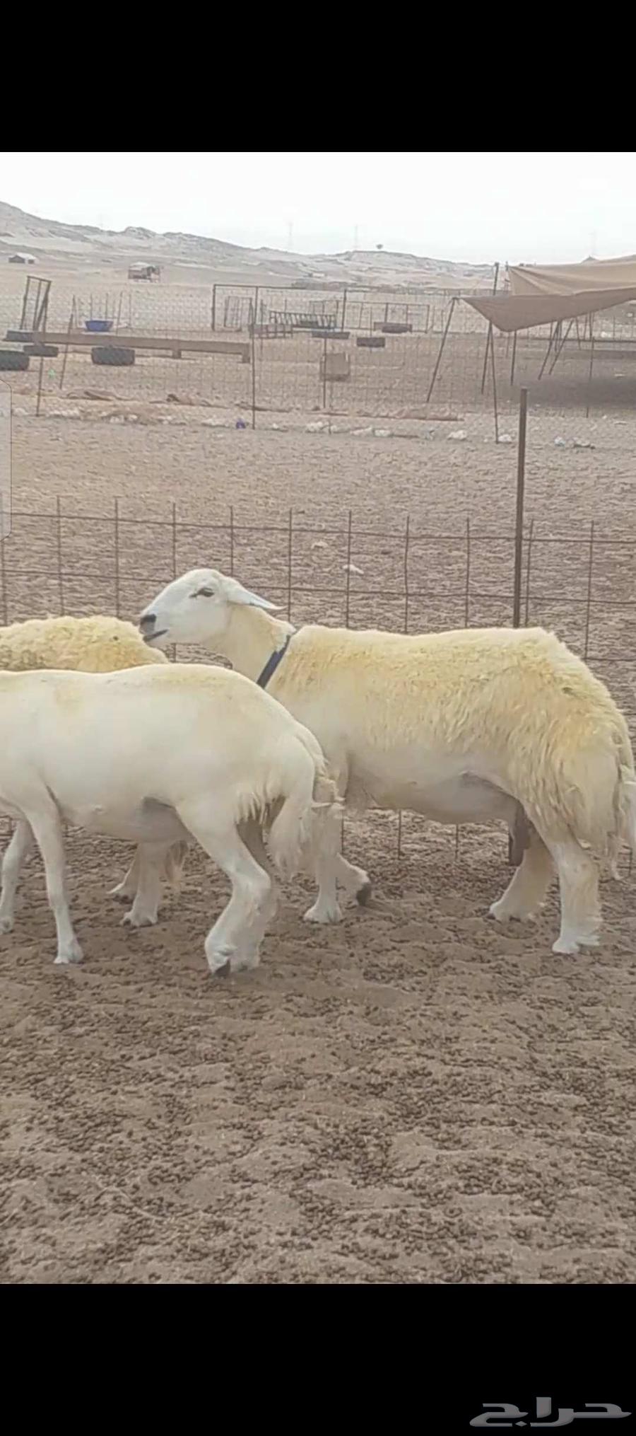 Freedom Sheep Harsh Dawfiq Details64249257926274111