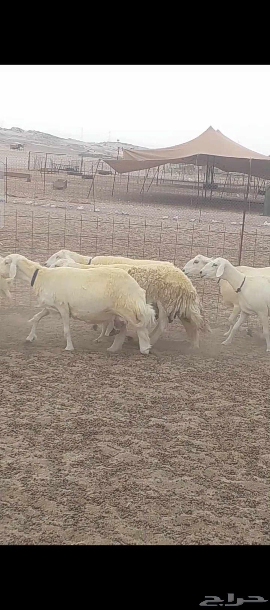 Freedom Sheep Harsh Dawfiq Details64249257926274112