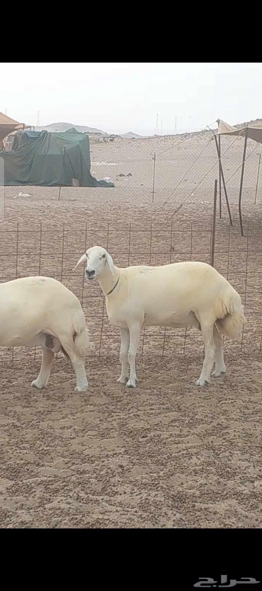 Freedom Sheep Harsh Dawfiq Details64249257926274114