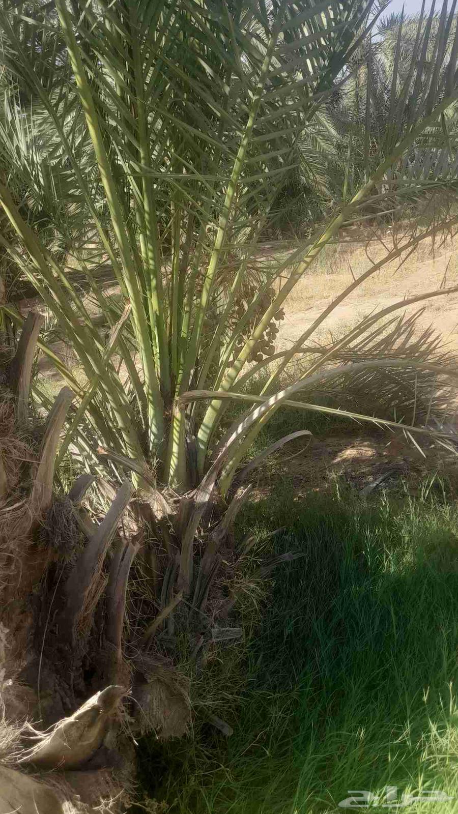 Dates for sale, coming from Al-Qassim towards Ha'il64255537294594110