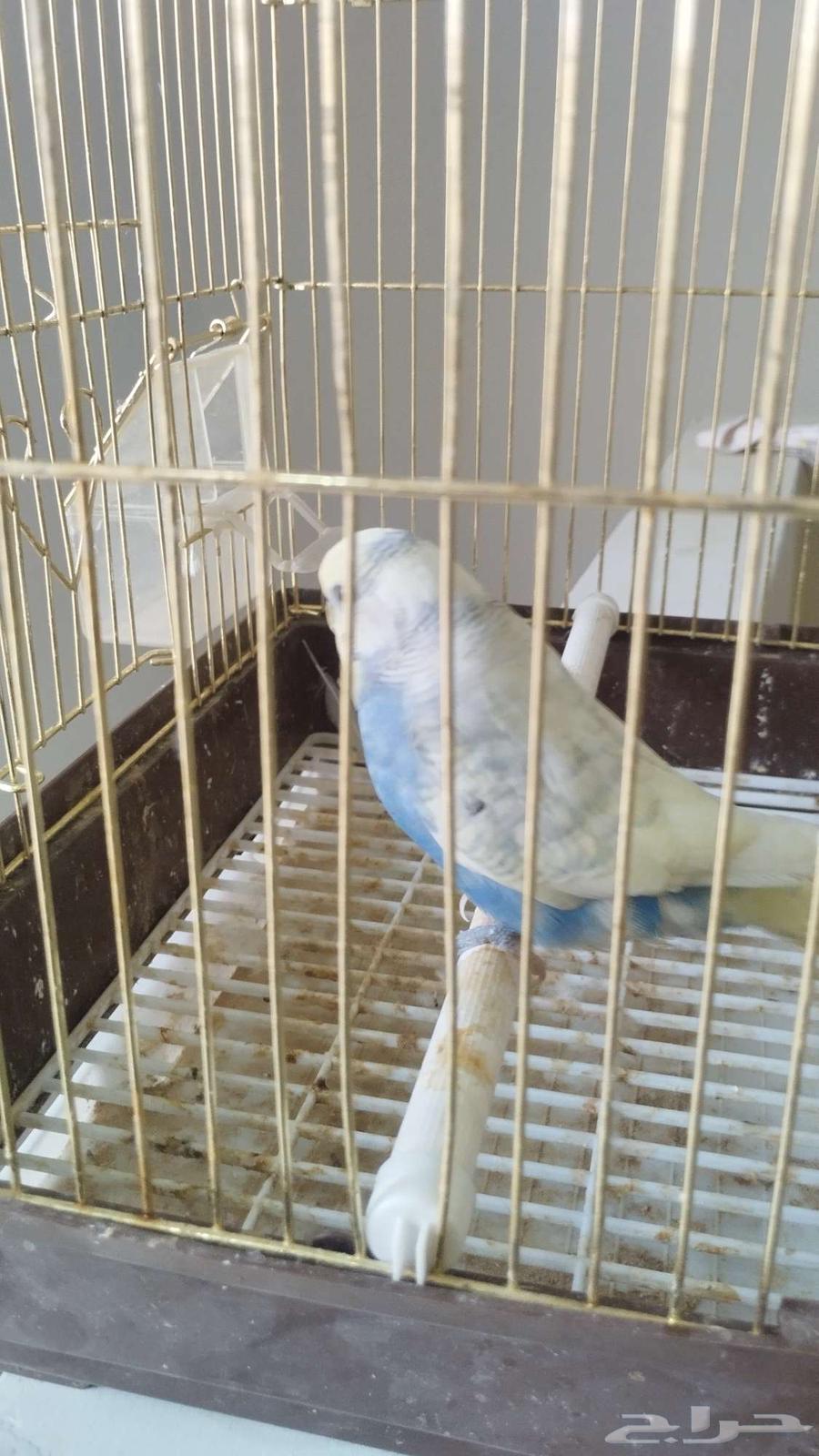 ذكر بادجي هولندي64241081811970114