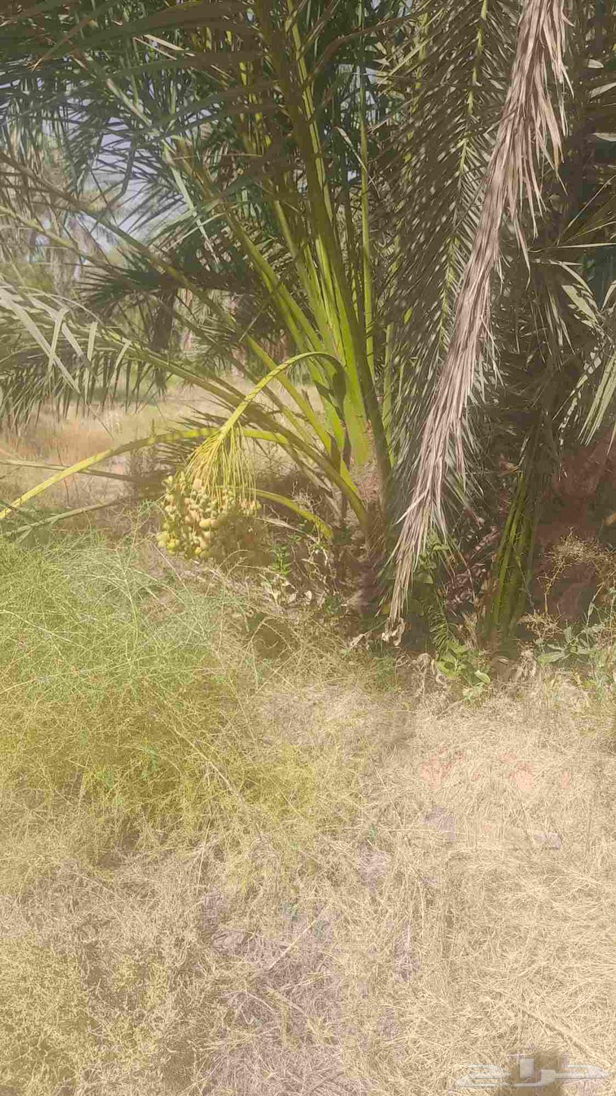 Dates for sale, coming from Al-Qassim towards Ha'il64255537294594111