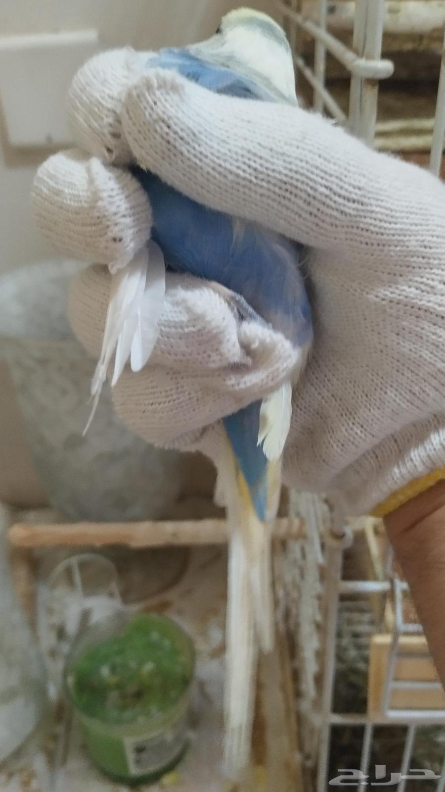 ذكر بادجي هولندي64241081811970113