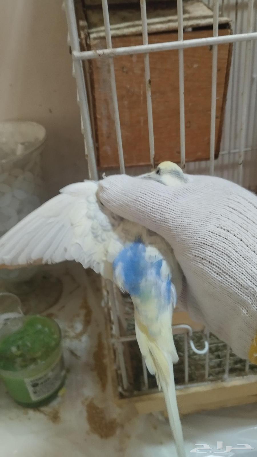 ذكر بادجي هولندي64241081811970110