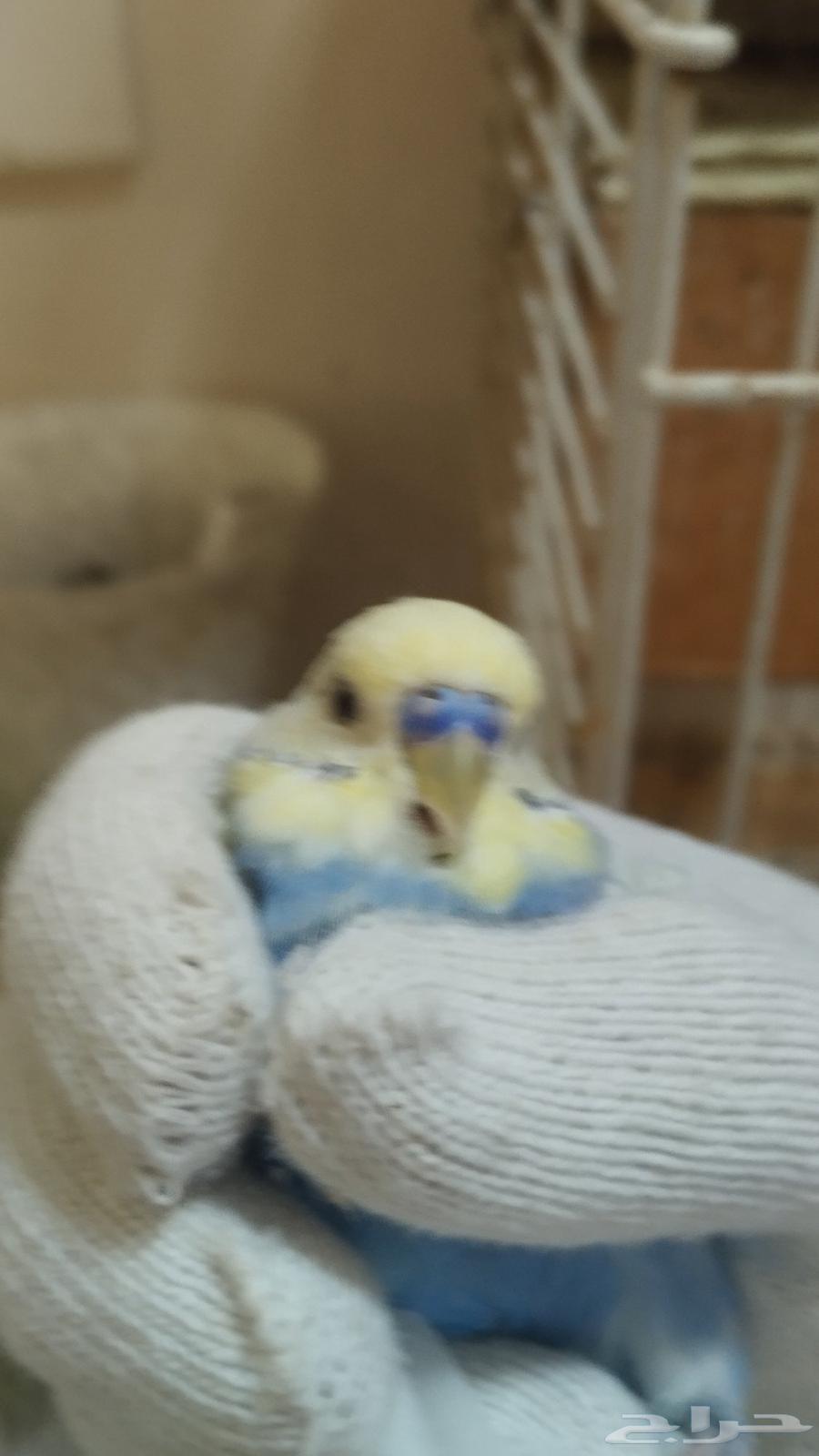 ذكر بادجي هولندي64241081811970111