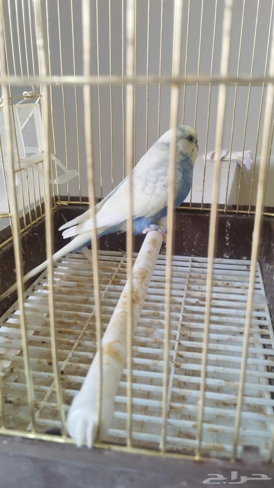 ذكر بادجي هولندي64241081811970112