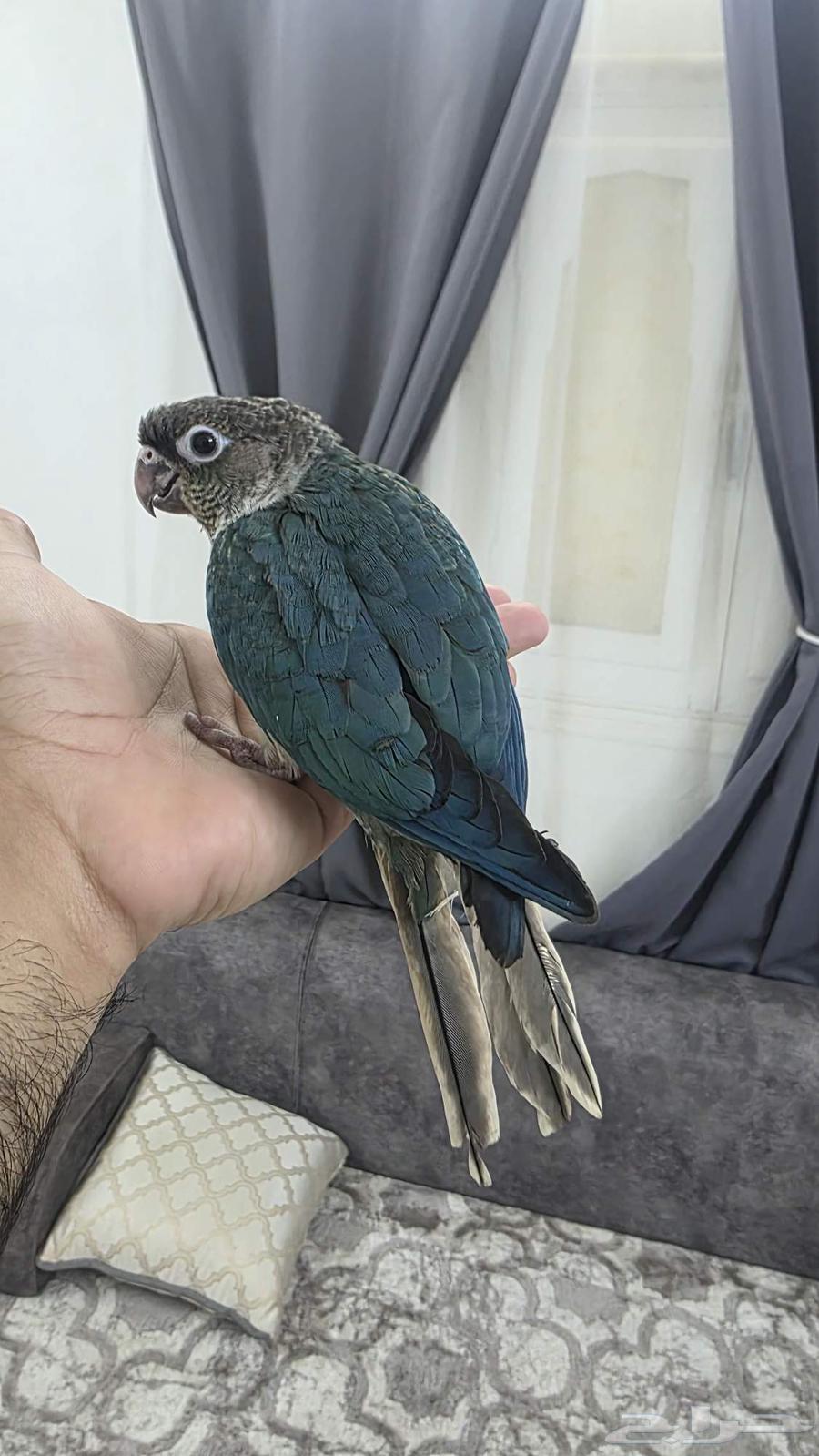 كنيور تركواز مفطوم هدد64236871941506113