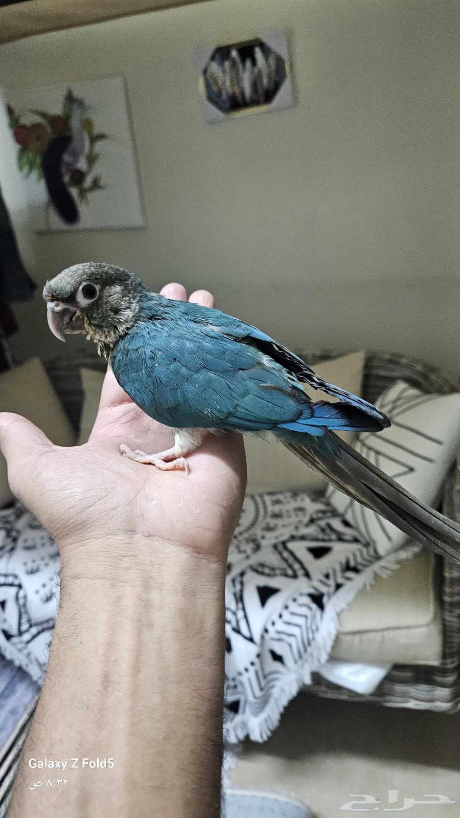 فرخ كنيور بلو شيك اليف نهايه غر64237943542659114