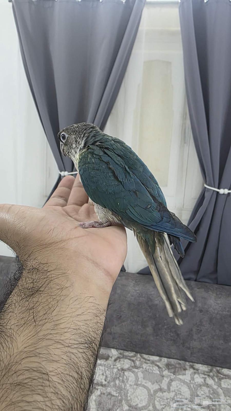 كنيور تركواز مفطوم هدد64236871941506114