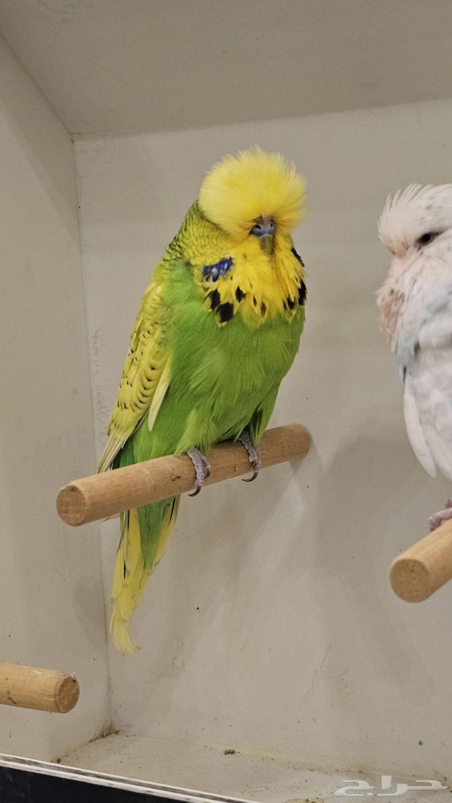 ذكر بادجي انجليزي مستوى فخم64251394299906110