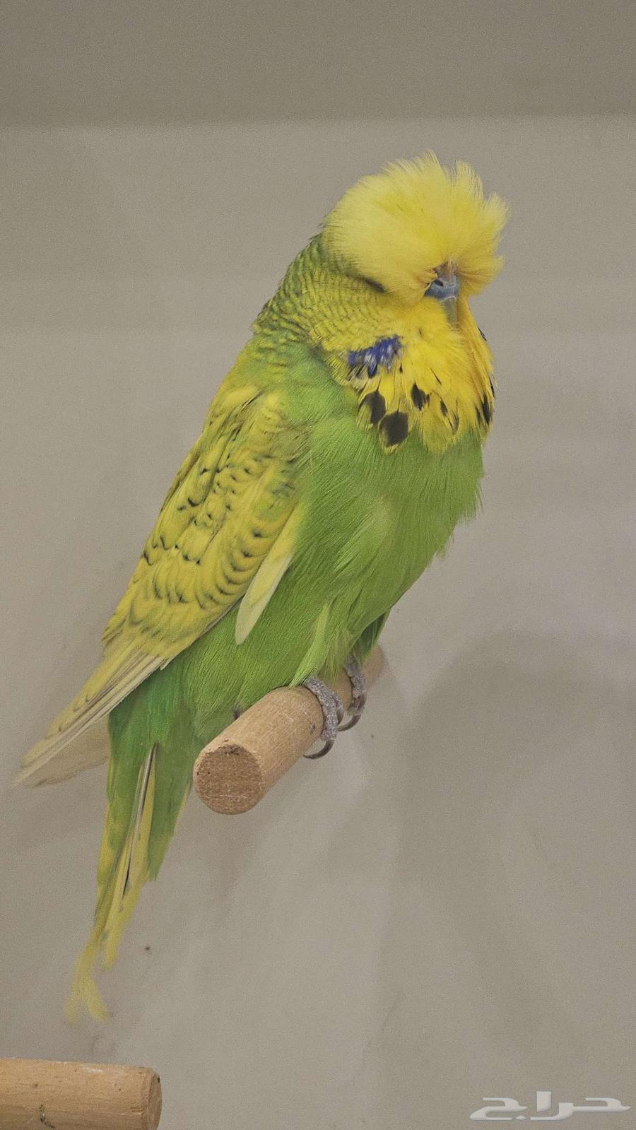 ذكر بادجي انجليزي مستوى فخم64251394299906113