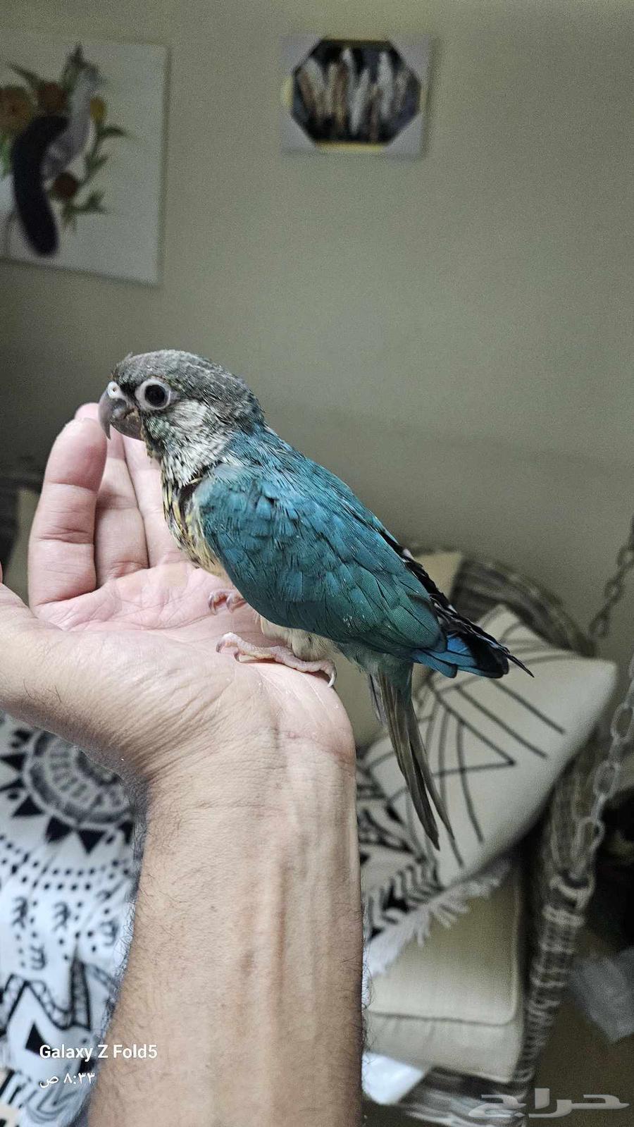 فرخ كنيور بلو شيك اليف نهايه غر64237943542659113