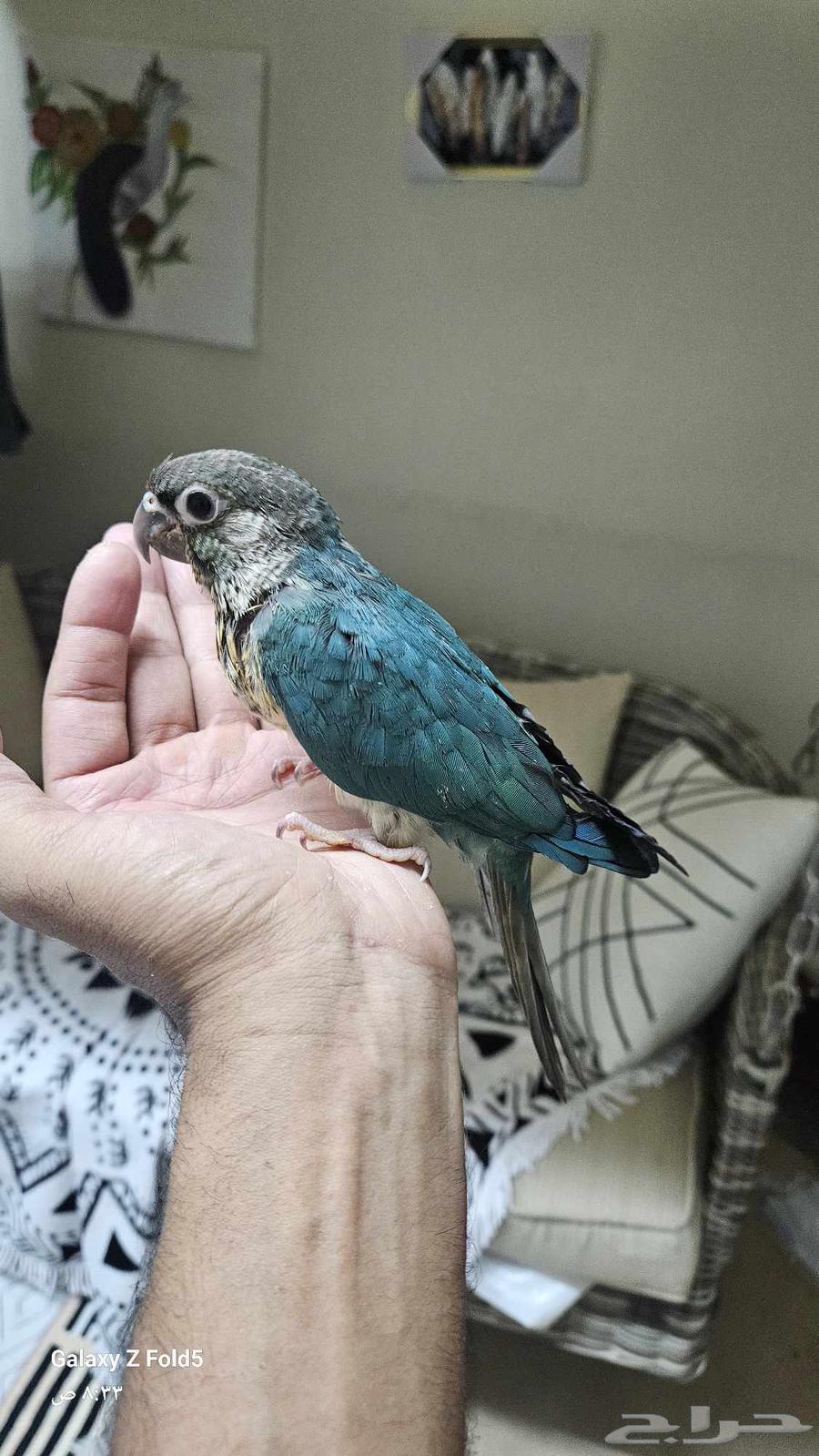 فرخ كنيور بلو شيك اليف نهايه غر64237943542659110