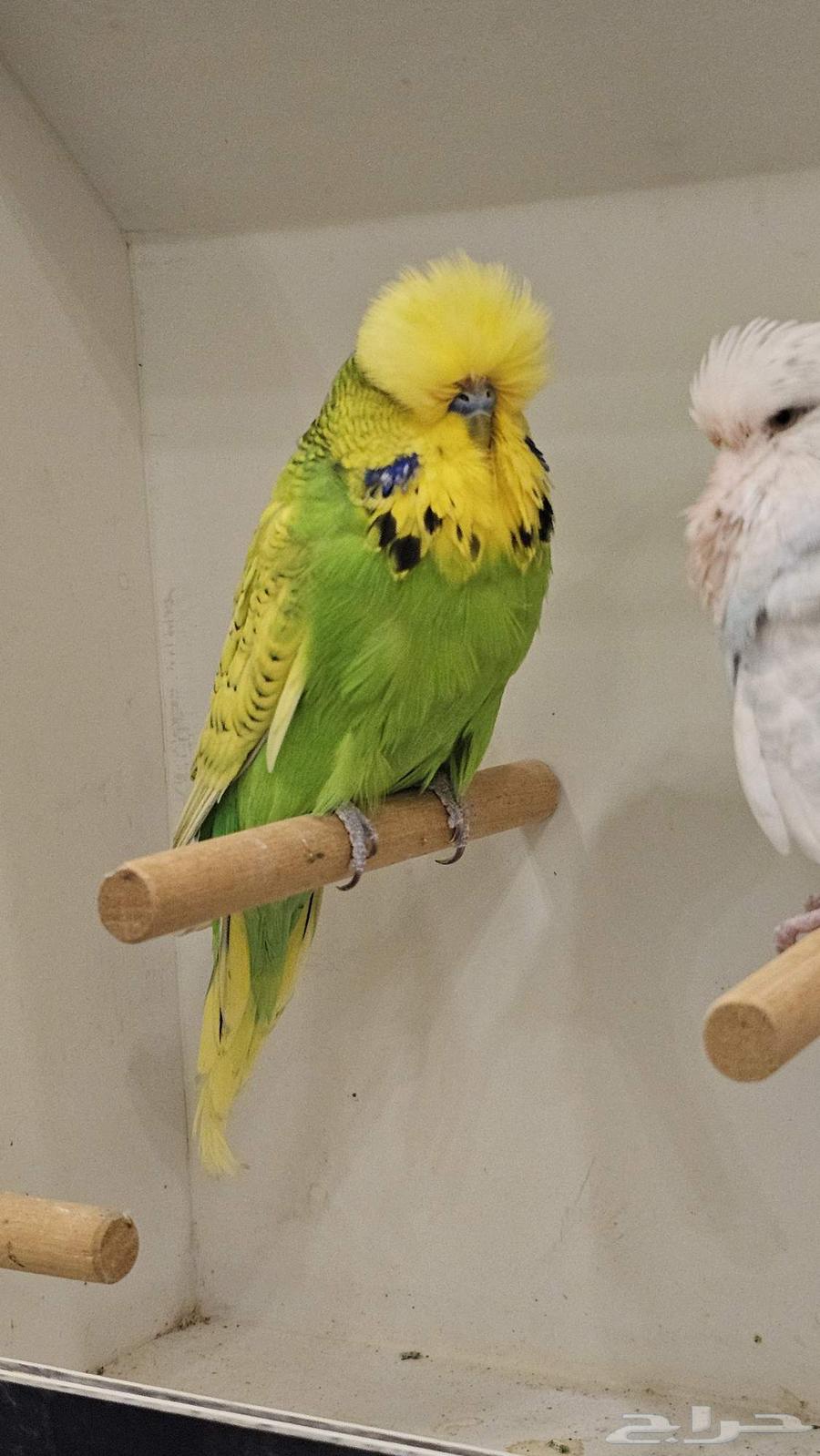 ذكر بادجي انجليزي مستوى فخم64251394299906112