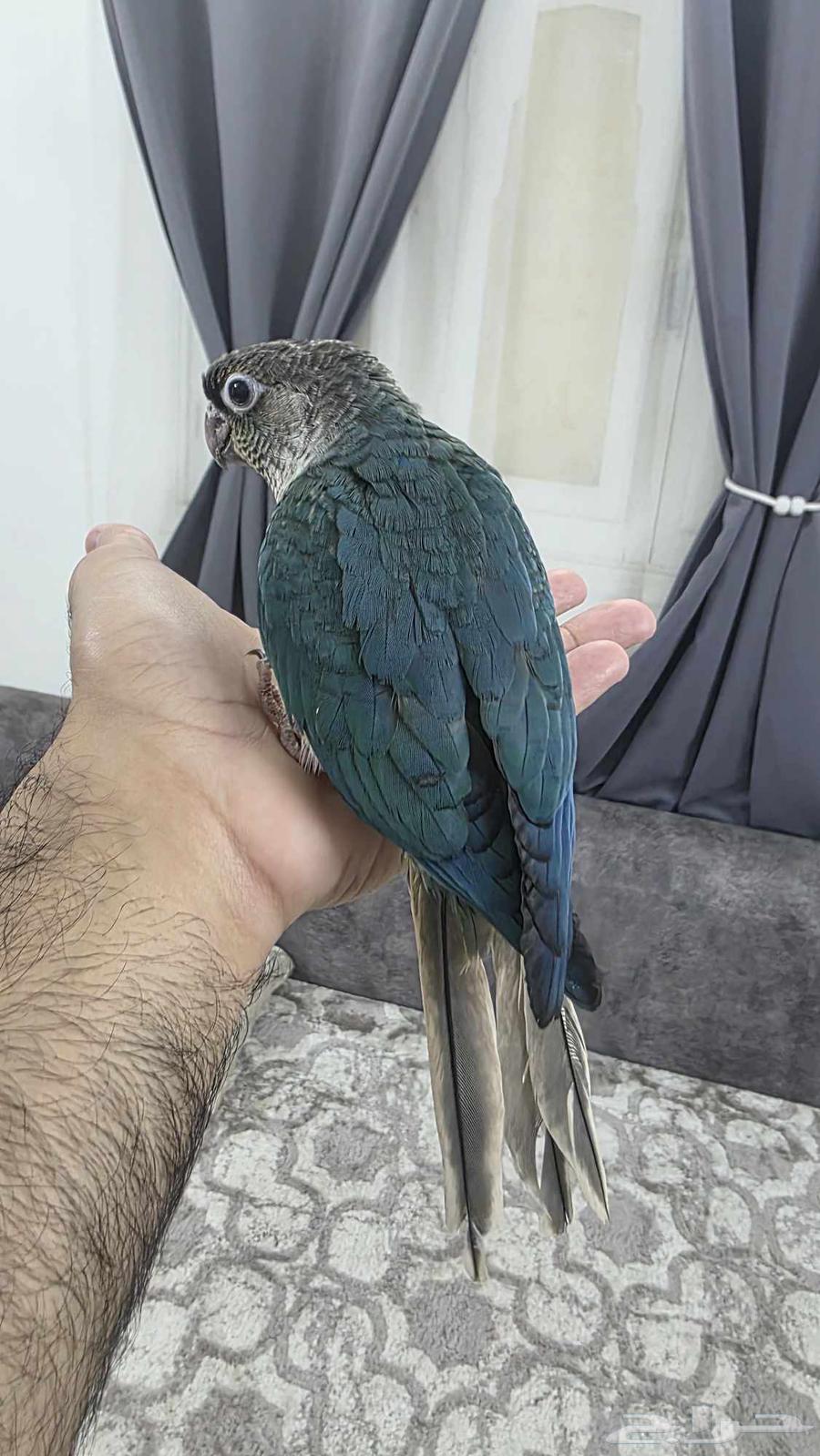 كنيور تركواز مفطوم هدد64236871941506112