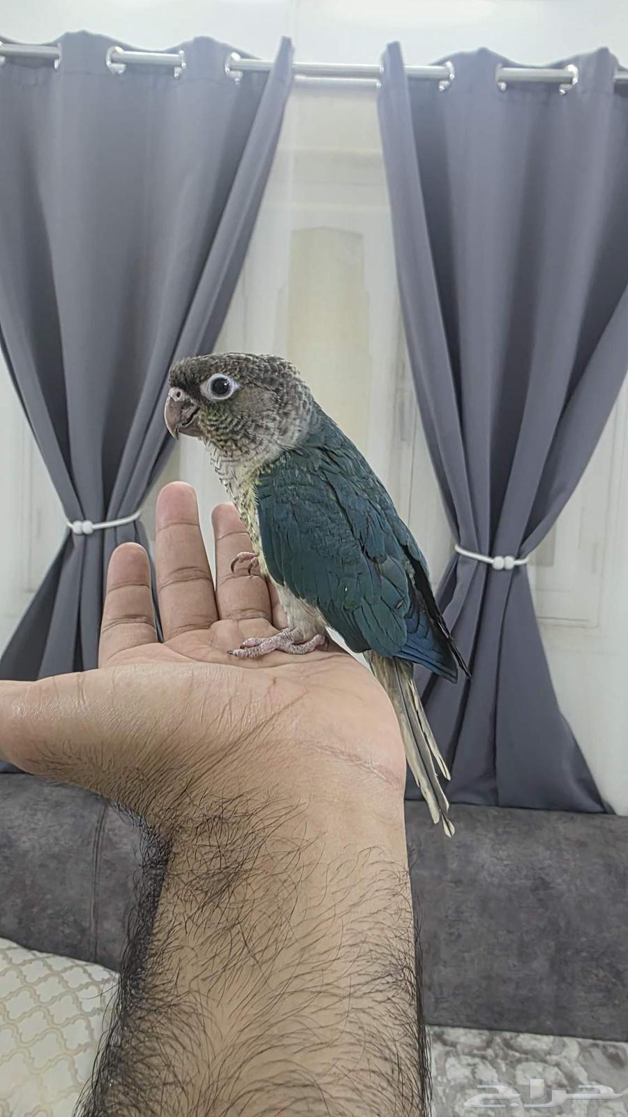 كنيور تركواز مفطوم هدد64236871941506110