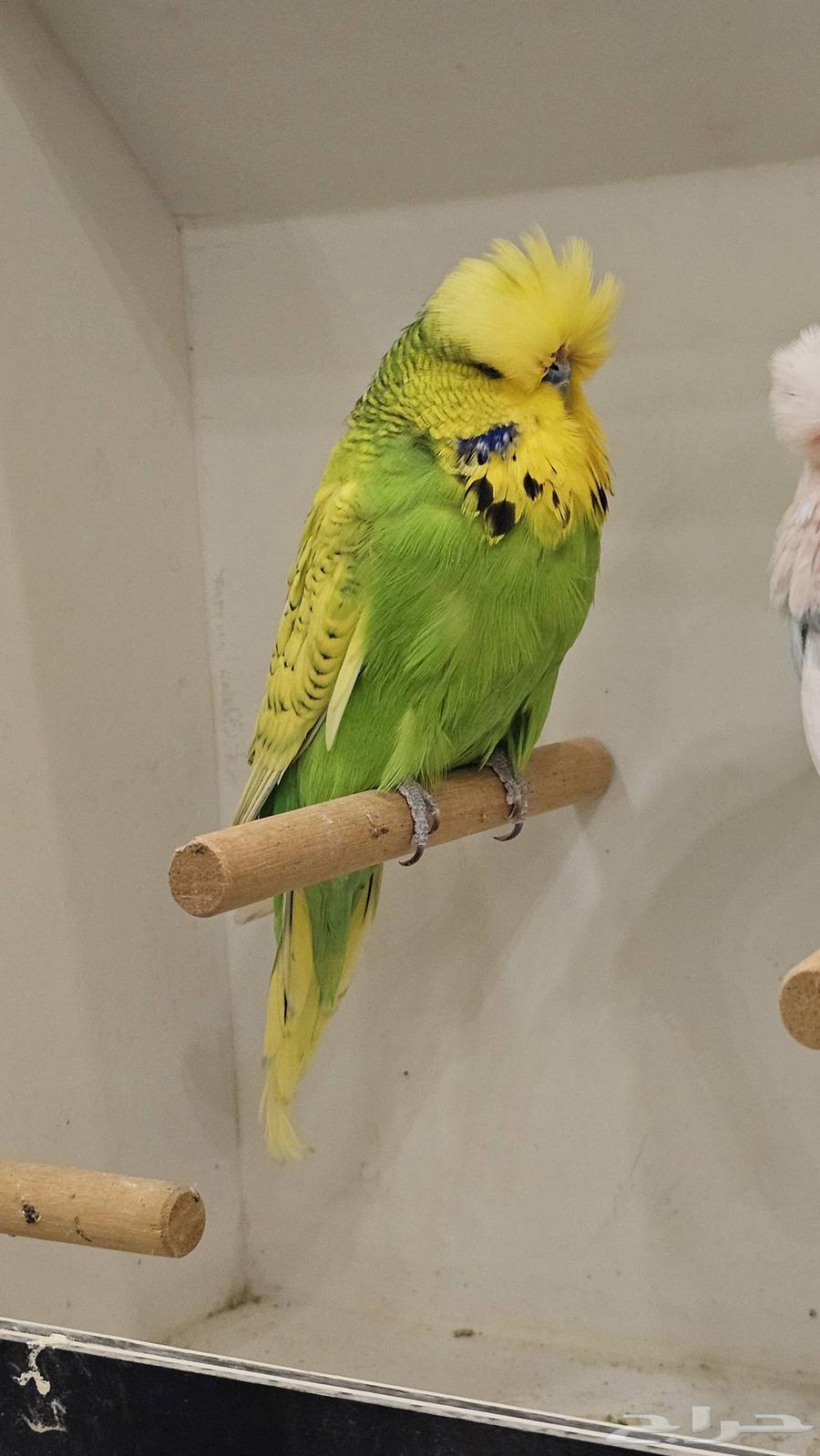 ذكر بادجي انجليزي مستوى فخم64251394299906111