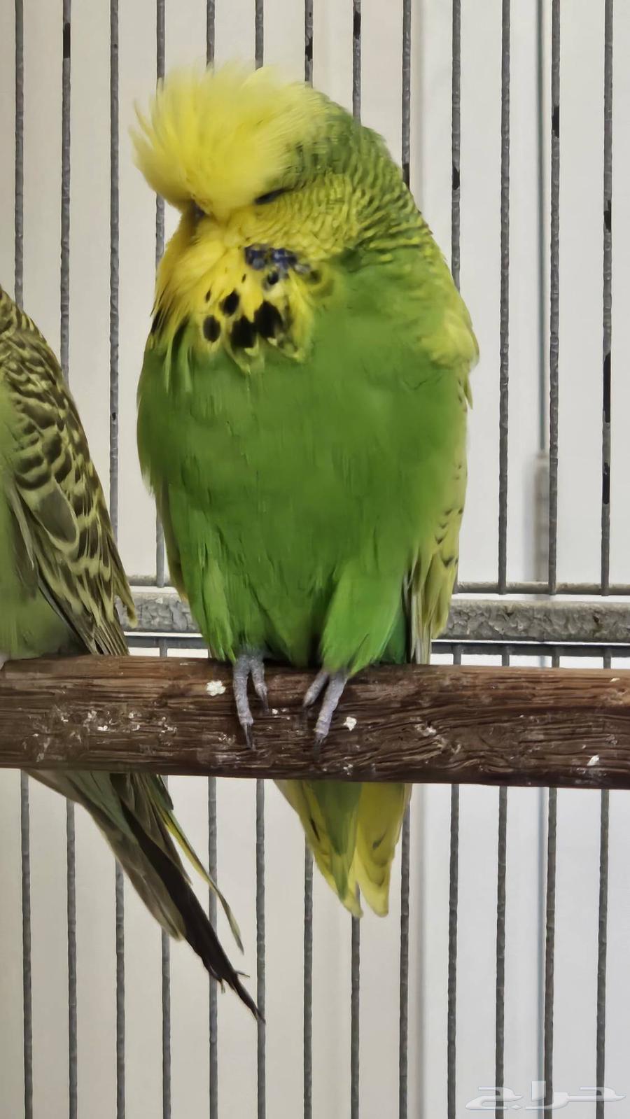 ذكر بادجي انجليزي مستوى فخم64251394299906114