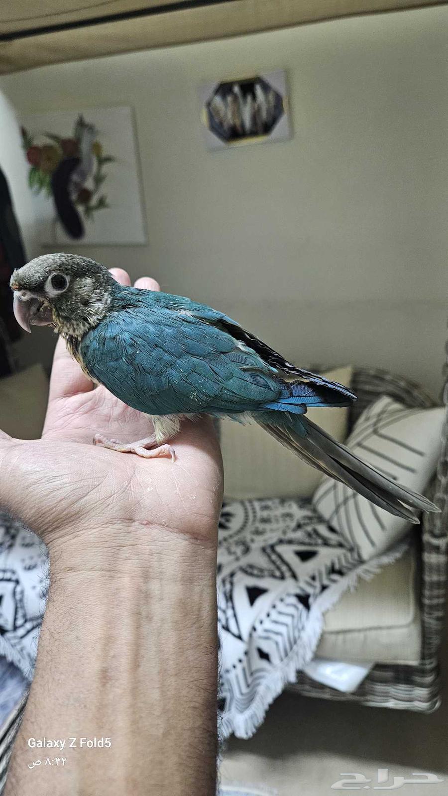 فرخ كنيور بلو شيك اليف نهايه غر64237943542659111