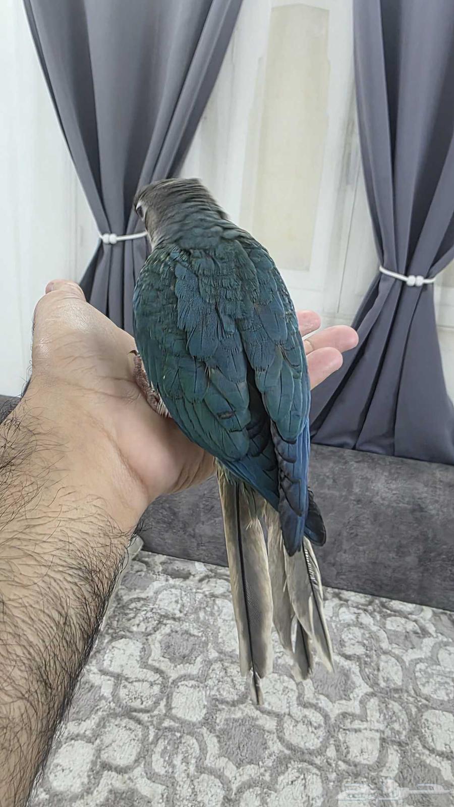 كنيور تركواز مفطوم هدد64236871941506111