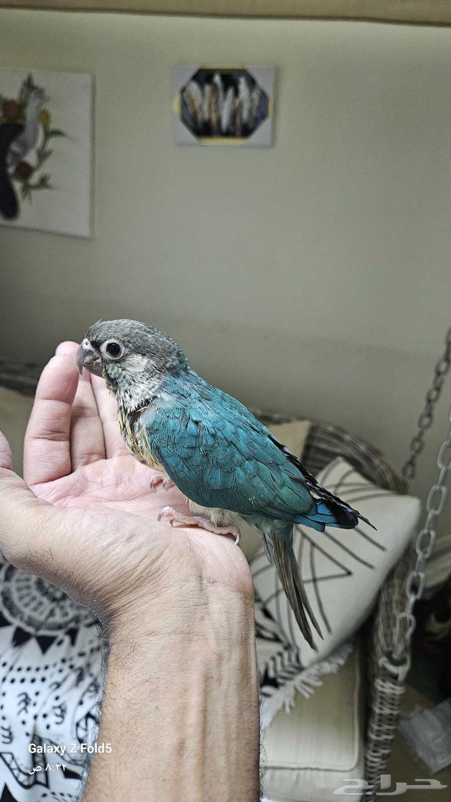 فرخ كنيور بلو شيك اليف نهايه غر64237943542659112