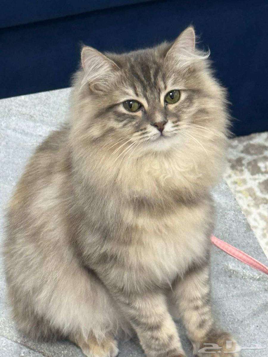 قطة للبيع64245640602498112