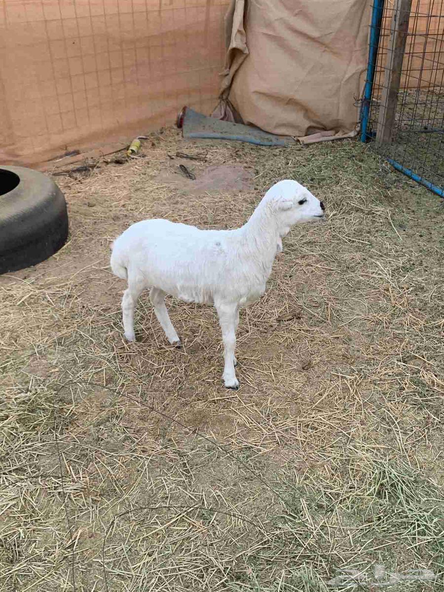 Rafidi date palm from Al-Marah production64238866369154111