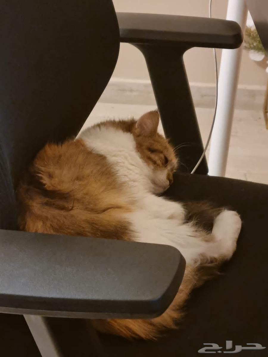 Adopting a cat - Dammam64232490181379112