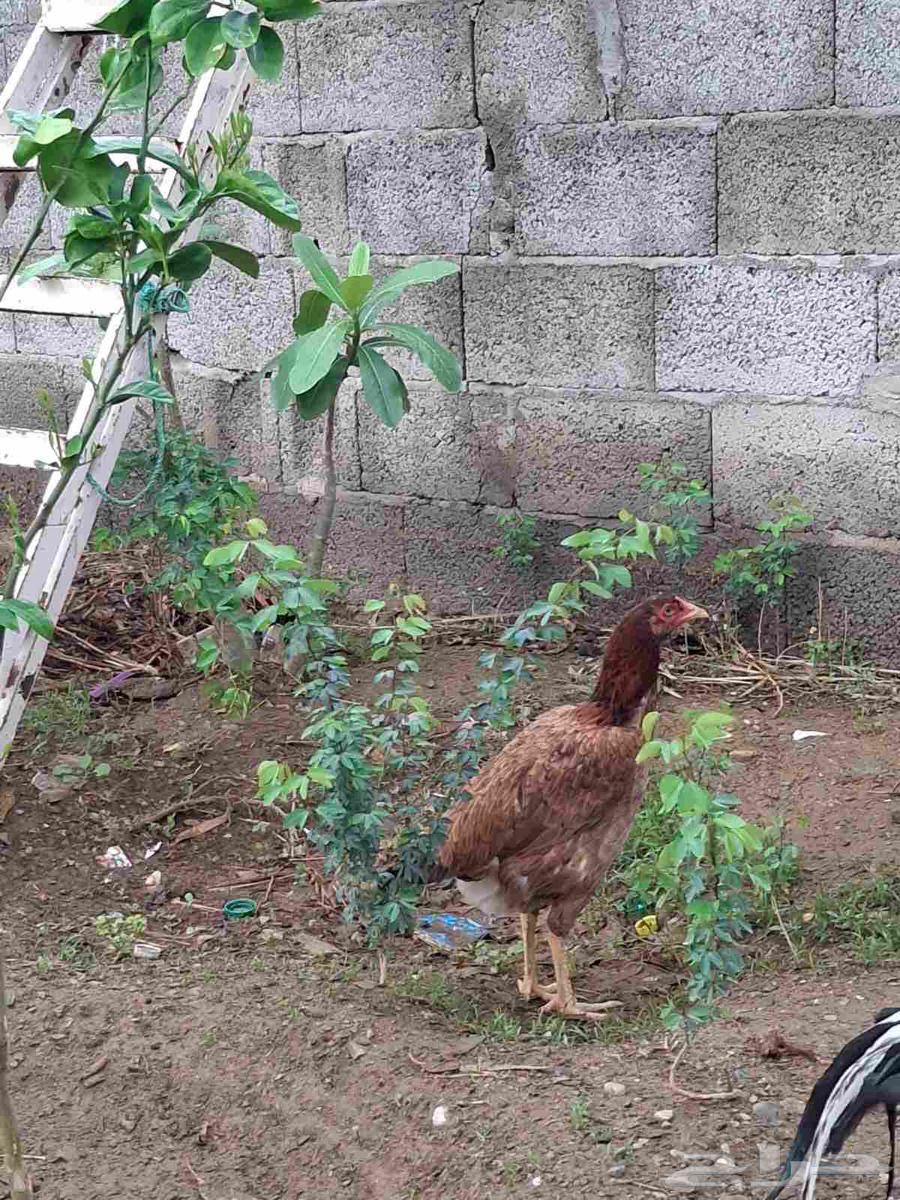 للبيع دجاجه64250255337857111