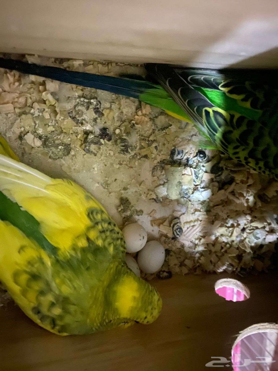 جوز طيور حب منتجين عندي64234806823427112