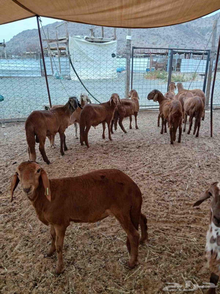 سواكني مرابي64237286511875111