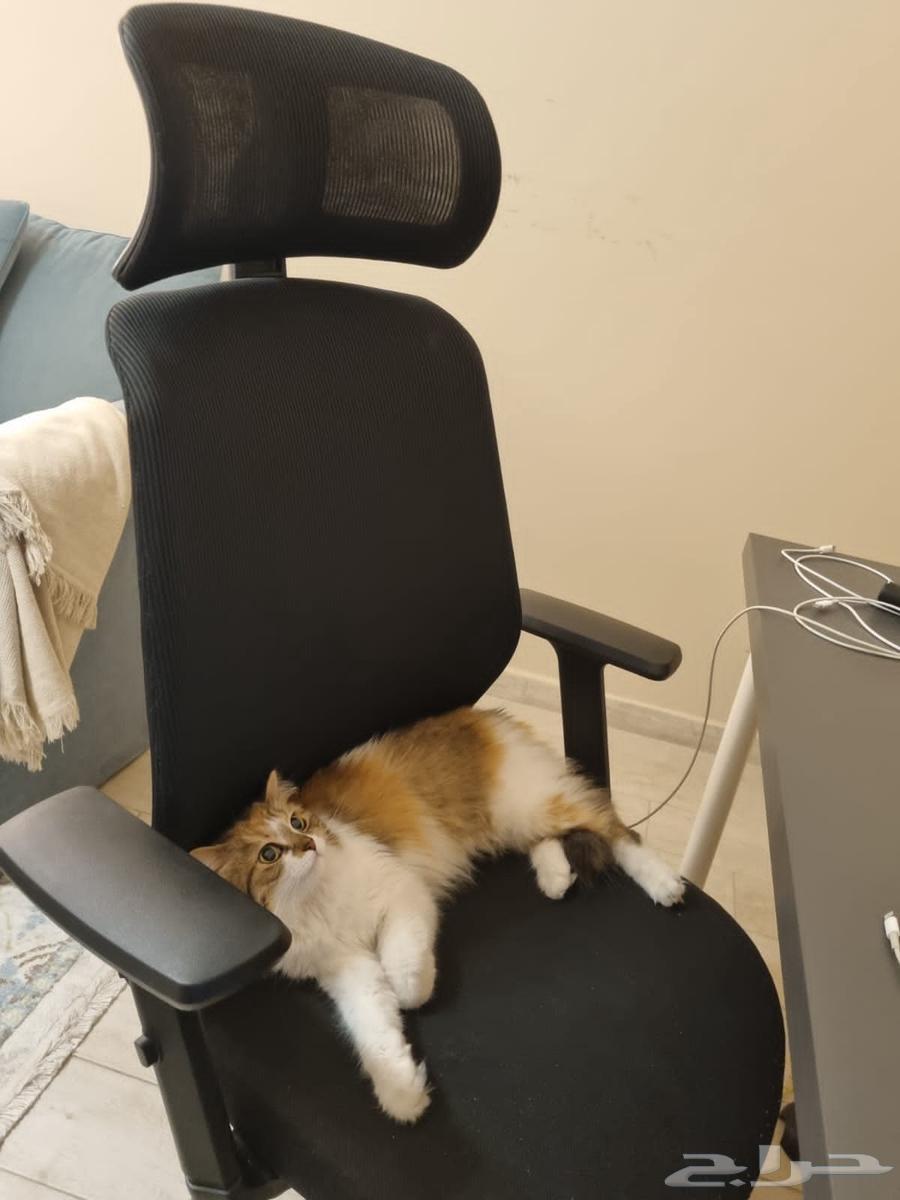 Adopting a cat - Dammam64232490181379111