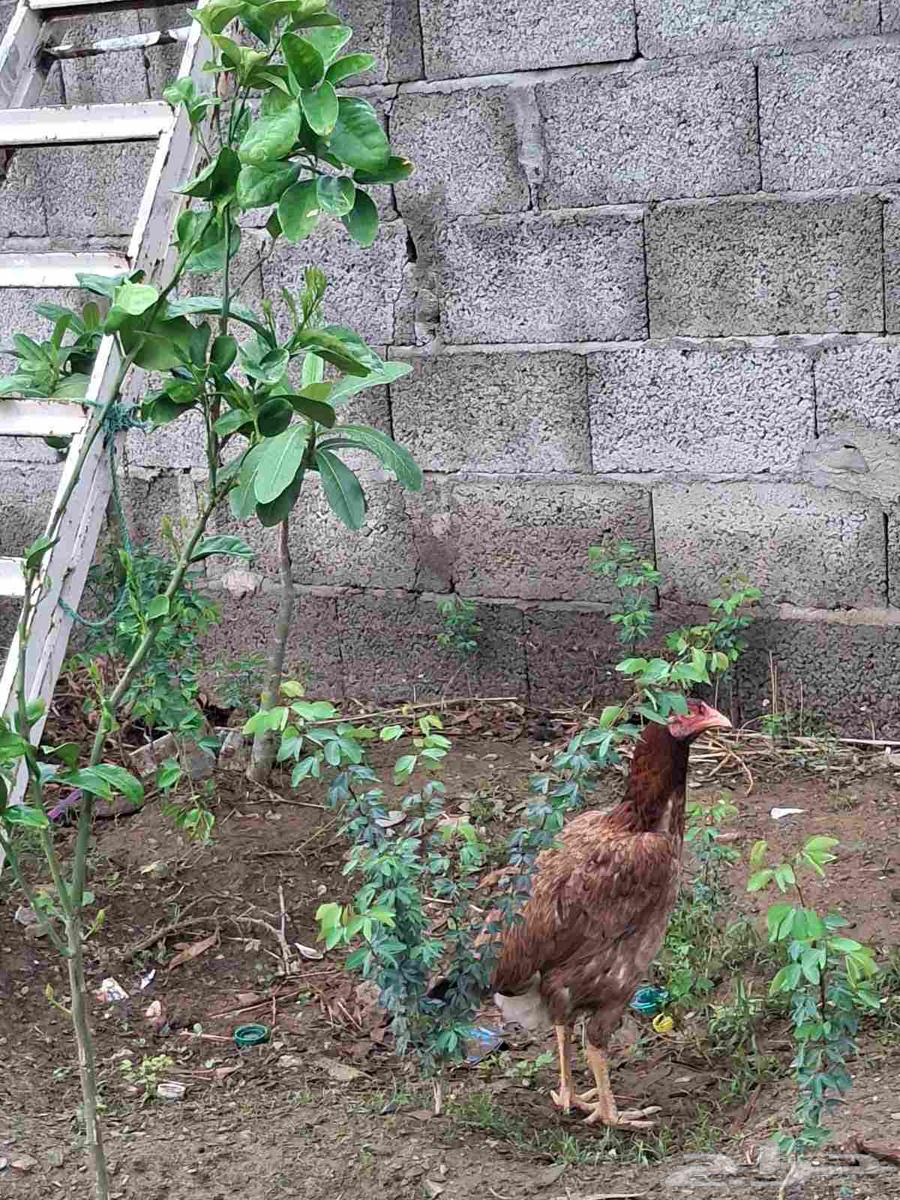 للبيع دجاجه64250255337857110