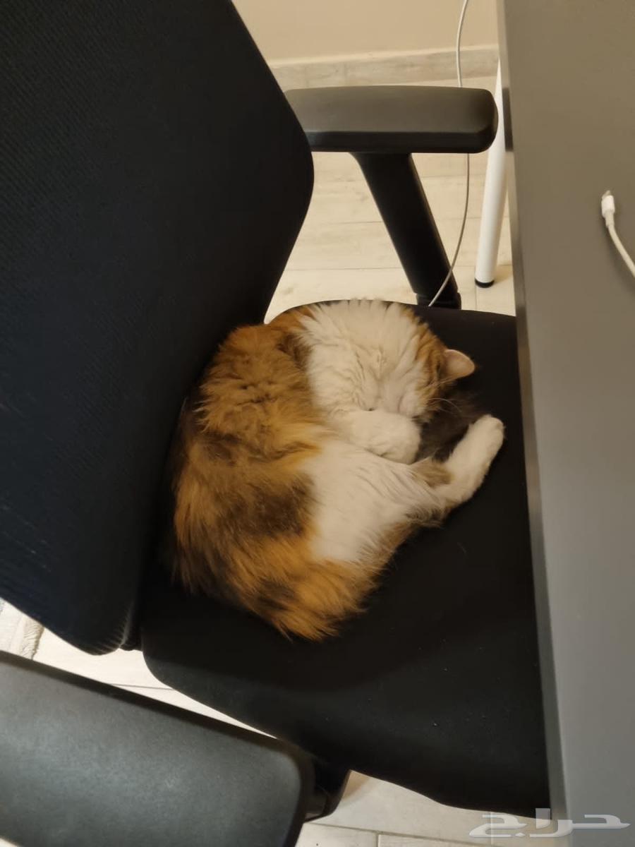 Adopting a cat - Dammam64232490181379110