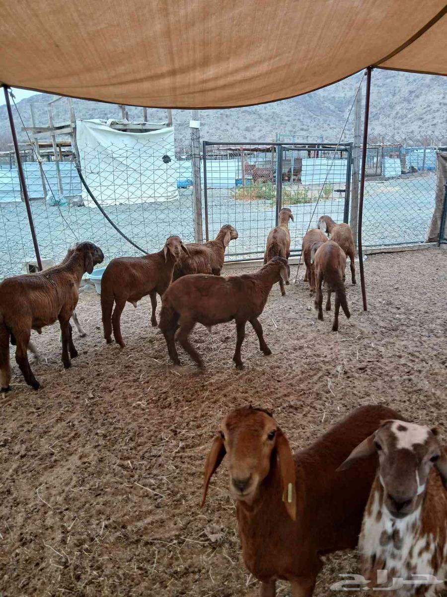 سواكني مرابي64237286511875110