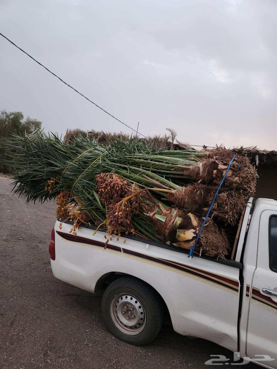 Dates for sale, coming from Al-Qassim towards Ha'il64255537294594113