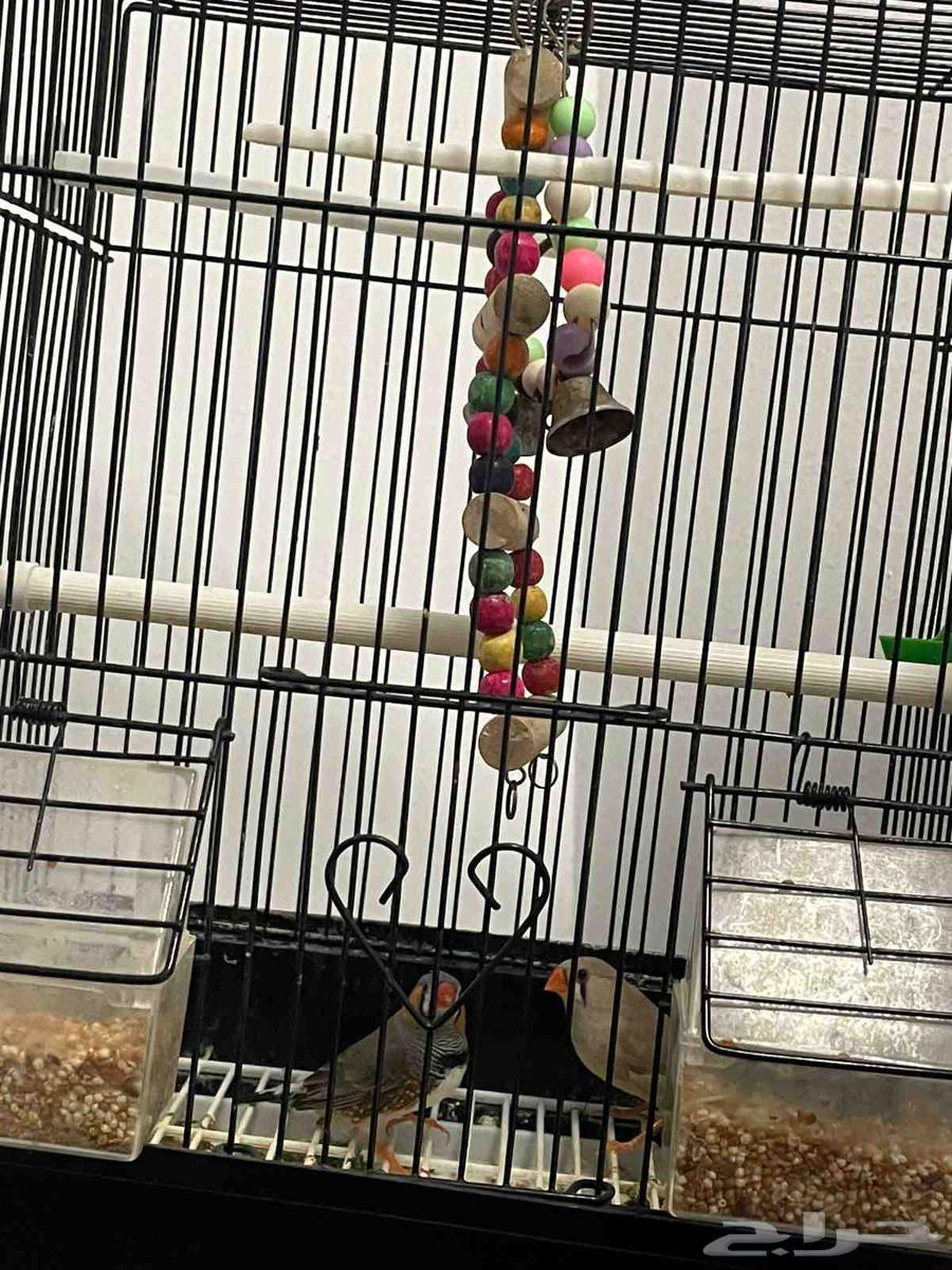 Zebra stand and two birds for sale urgently64233487006466110