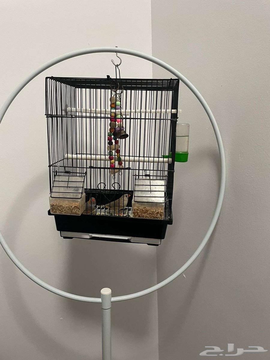 Zebra stand and two birds for sale urgently64233487006466111