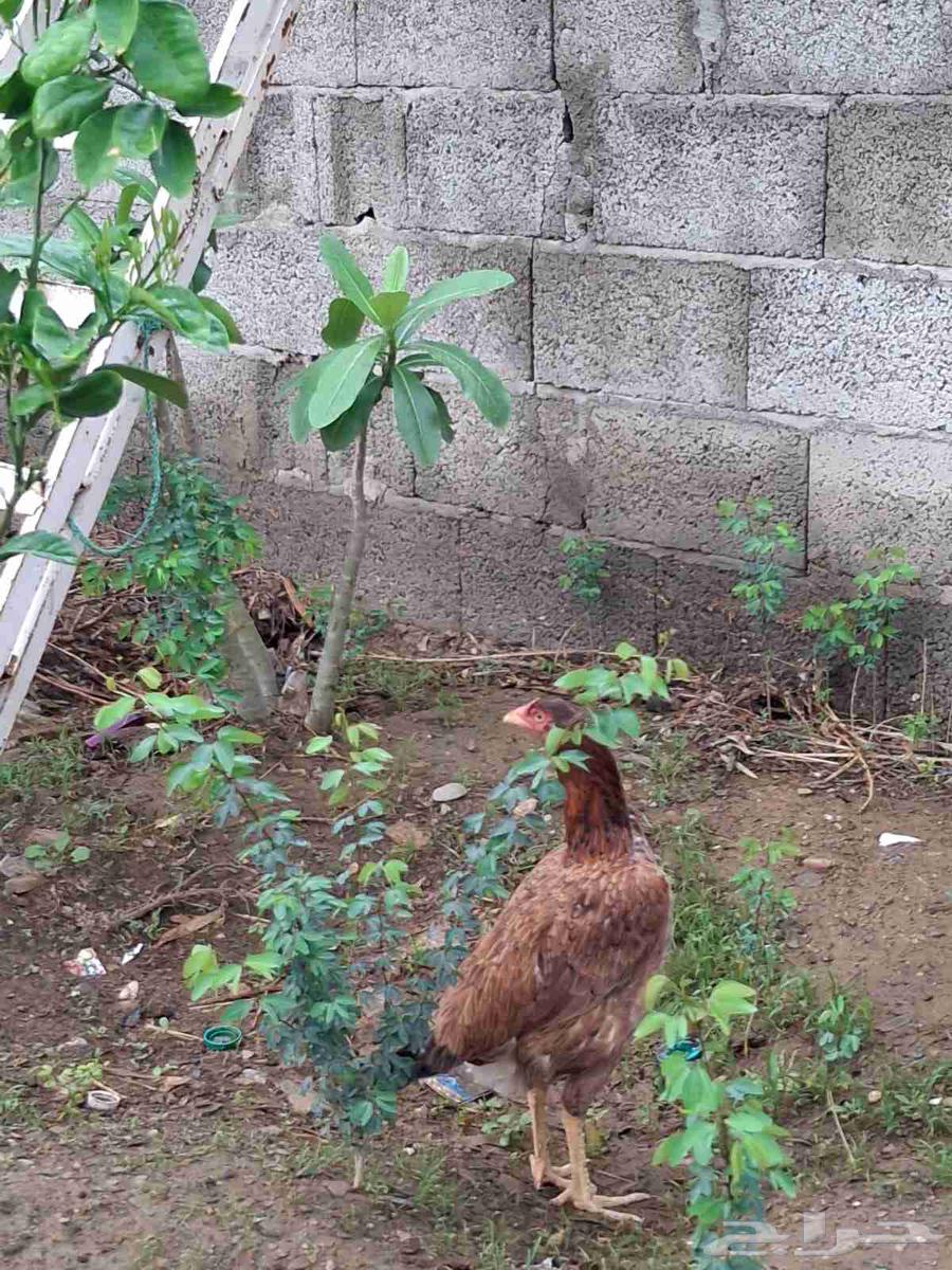 للبيع دجاجه64250255337857112