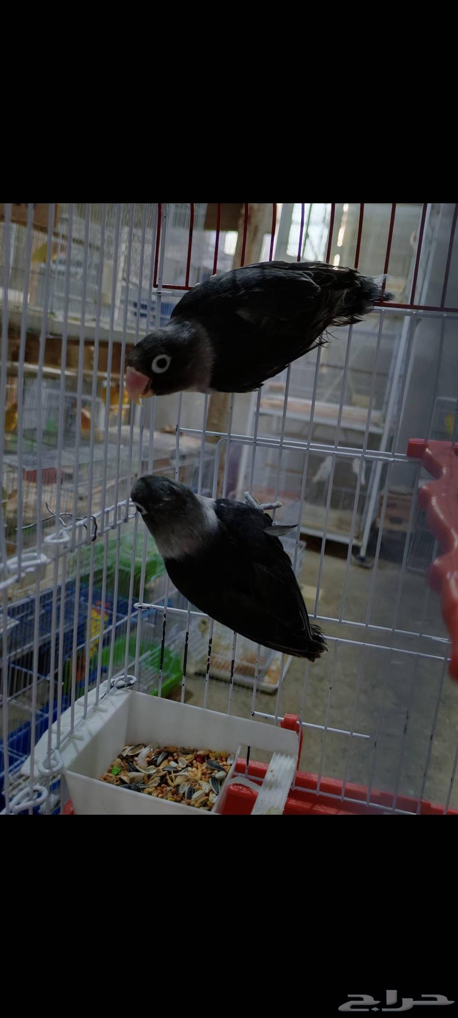 زوج فشر اسود بلاك ماسك من النوادر64253729914241110