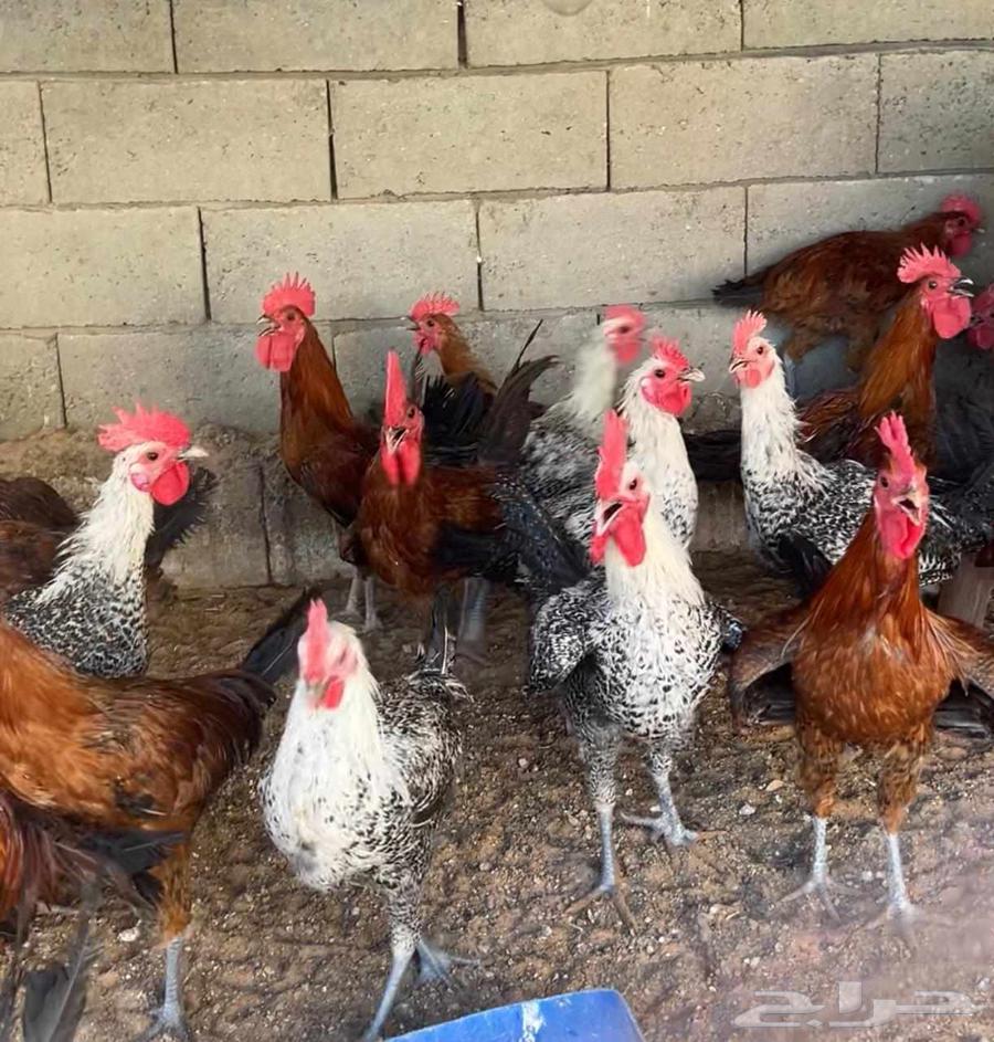 ديوك بلدي وفيومي احجام جامبو كبيره للبيع64253136520194110