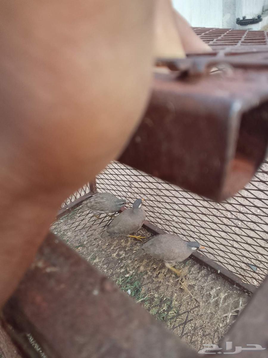 حجل بري للبيع64236671219203110