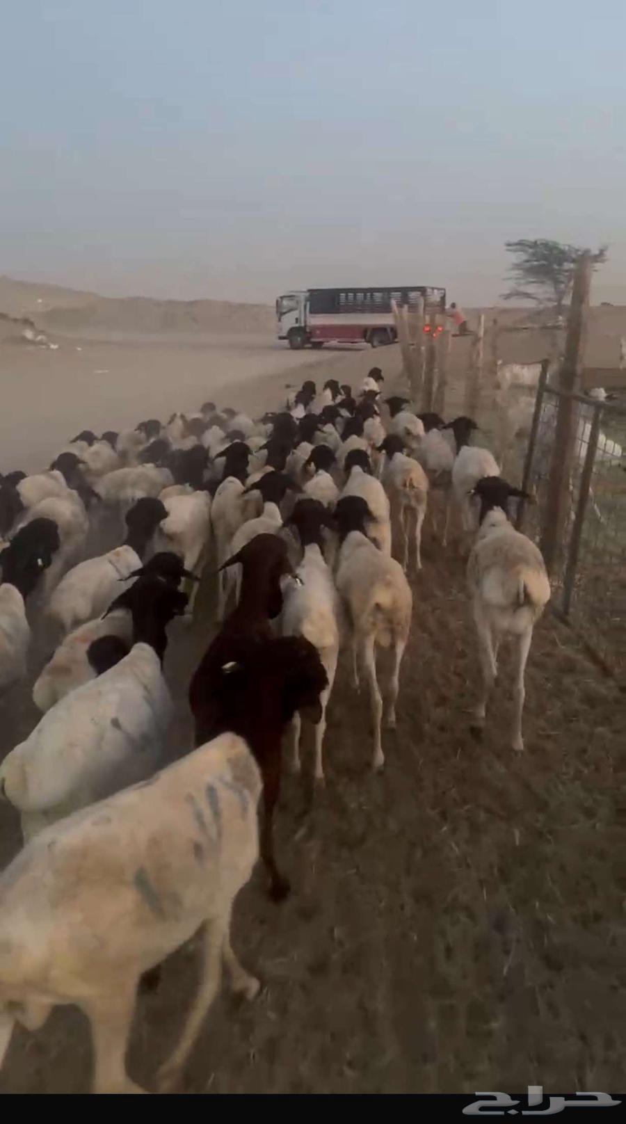 غنم بربري64241769254787110